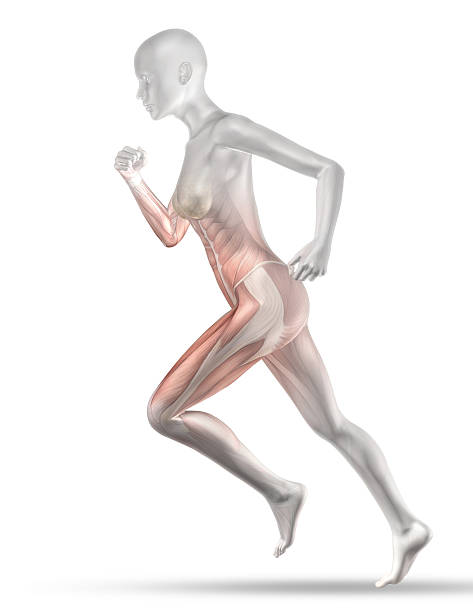 3 d 여성 의료 그림, 일부 근육 맵 땀복  - strength skinless muscular build human muscle 뉴스 사진 이미지