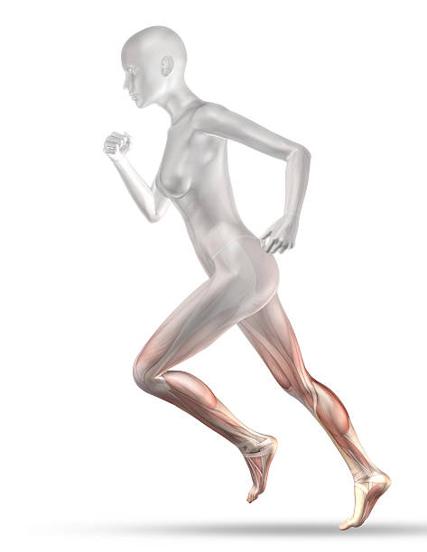 istock 3D female medical figure with partial muscle map jogging 476730984