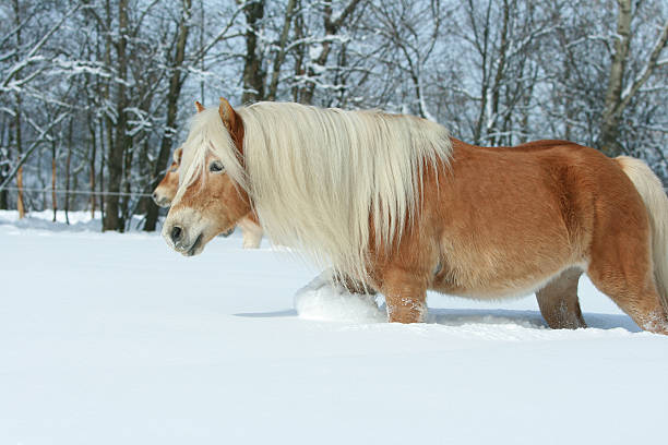 istock Amazing haflinger running in the snow 476731262