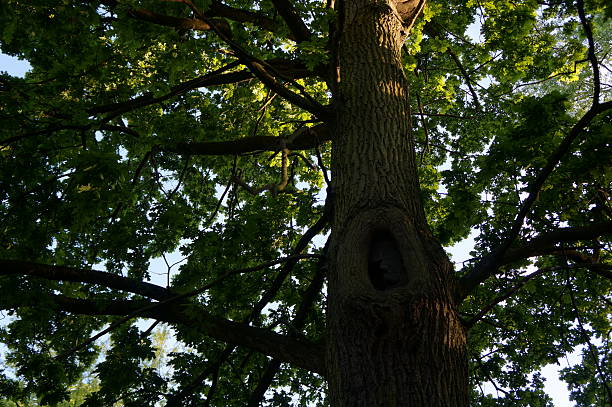 istock Mysteries of Nature 476731602