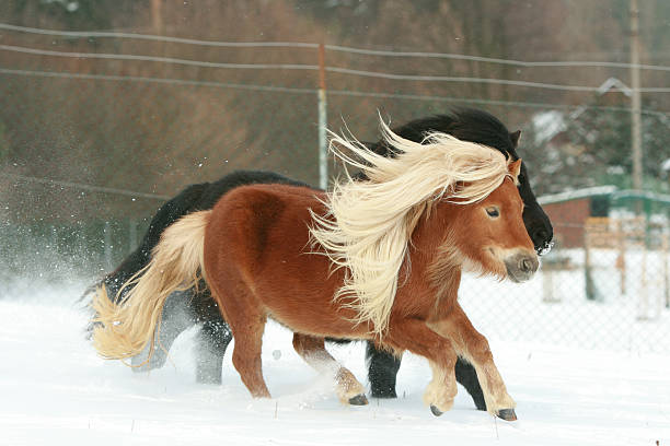 istock Two gorgeous ponnies with long mane running in winter 476732066