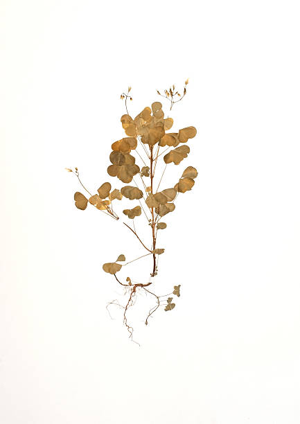 istock dried plant - Oxalis fontana 476732440