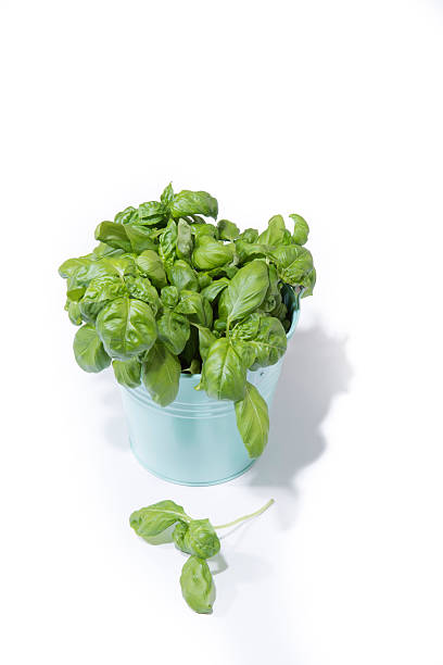 Basil in bucket