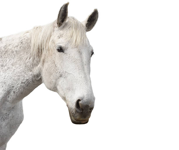 istock Beautiful white horse on a isolated background 476733379