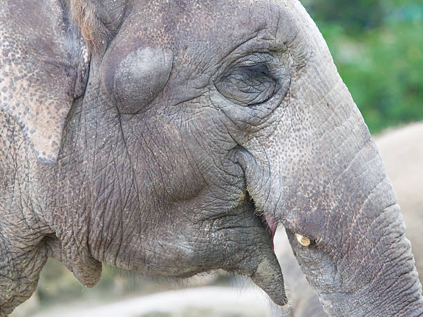 istock Closeup of an elephant 476734254