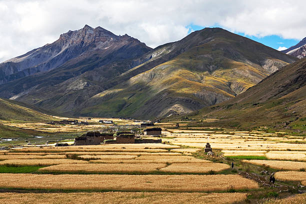dho tarap aldeia, dolpo, nepal. - nepal landscape hiking rice imagens e fotografias de stock