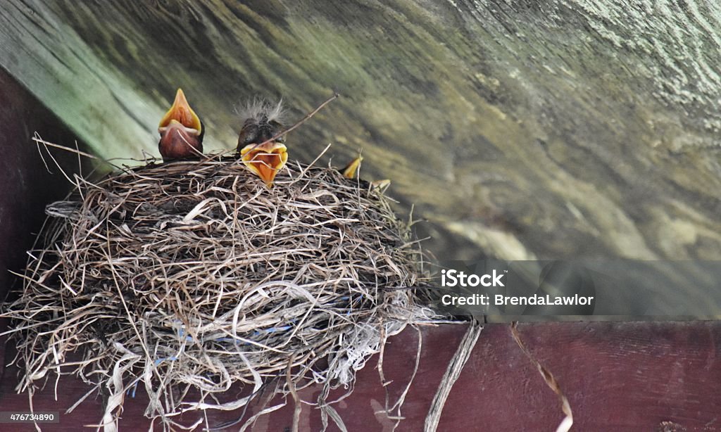 Nesting A nest of baby Robins, beaks open and waiting for food. 2015 Stock Photo