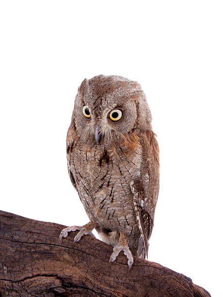 istock The European scops owl on white 476735416