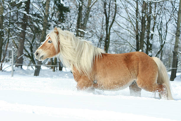 istock Nice haflinger with long mane running in the snow 476735458