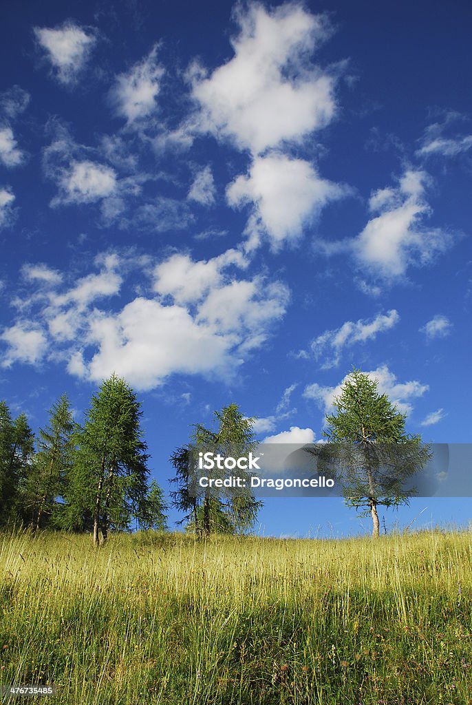 木に Cumulus Fractus - 積雲のロイヤリティフリーストックフォト