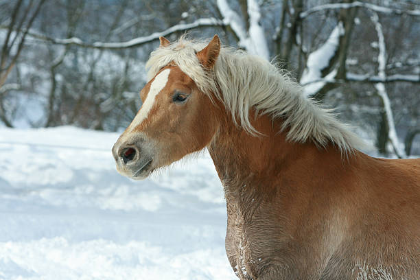 istock Beautiful haflinger with long mane running in the snow 476735488