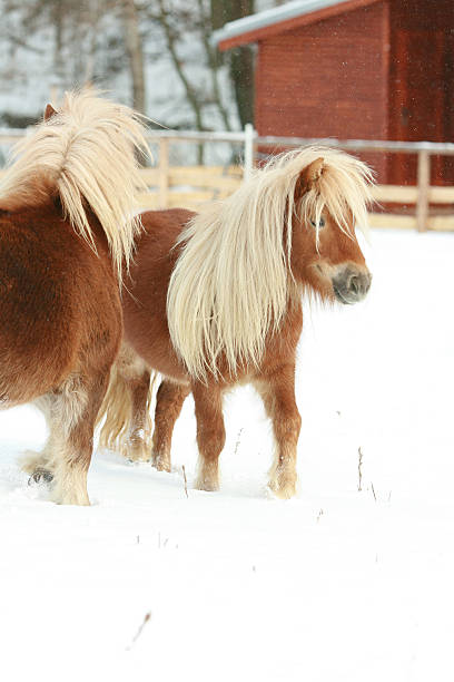 istock Two gorgeous ponnies with long mane moving in winter 476735502