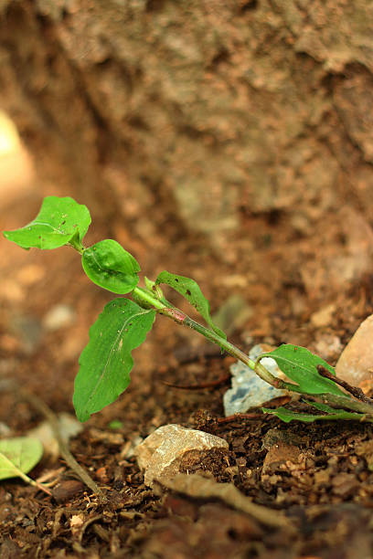 istock Green tree on a background of leaves. 476735522