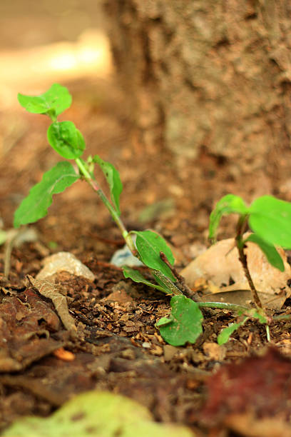 istock Green tree on a background of leaves. 476735528