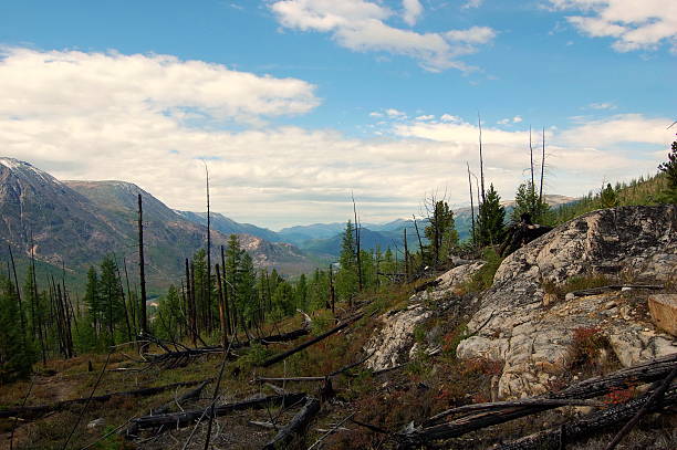 Taiga after a forest fire on the mountain pass. Sayan Mountains, Russia.