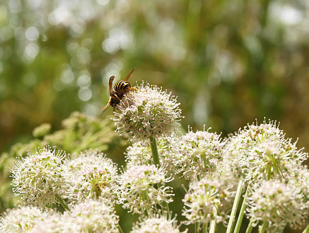 꿀벌 한 아이리스입니다 신선초 - angelica astrantia nature season 뉴스 사진 이미지