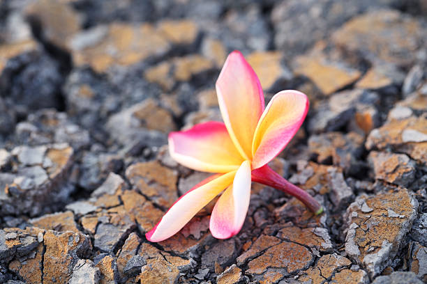 istock frangiapani flower on ground 476738098
