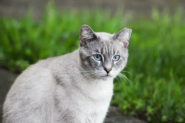 Cat With Clipped Ear Looks Sad