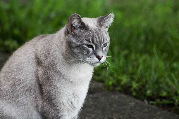 istock Cat Focuses Attention on Something 476738262
