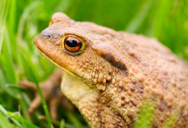 istock Big frog in summer meadow. 476738674