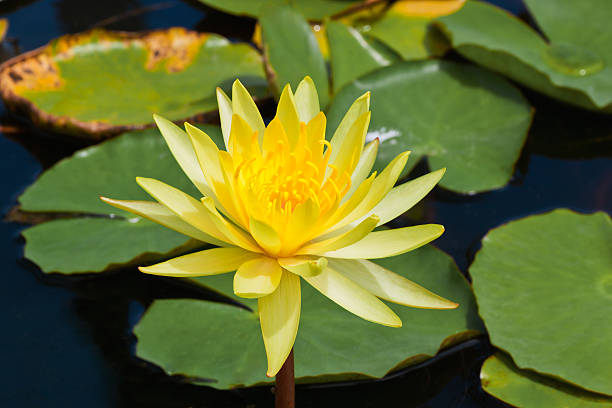 istock close up  of yellow lotus 476738723