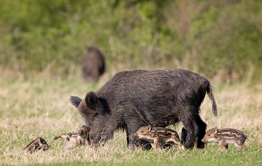 Wild boar family, mother with piglets walking on grass on sunny day