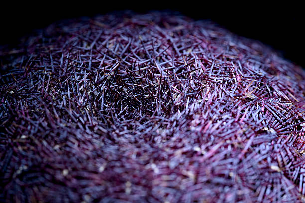 echinocereus rubispinus - cactus hedgehog cactus close up macro стоковые фото и изображения