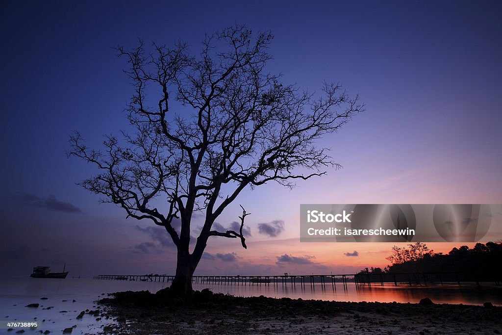 Tropicale, Lone Tree - Foto stock royalty-free di Acqua