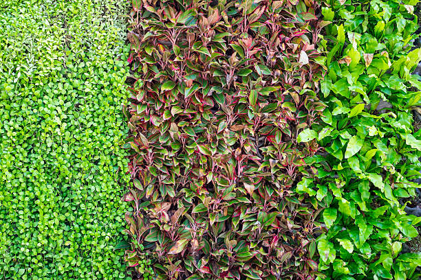 istock many kinds of plant on wall as background 476739004
