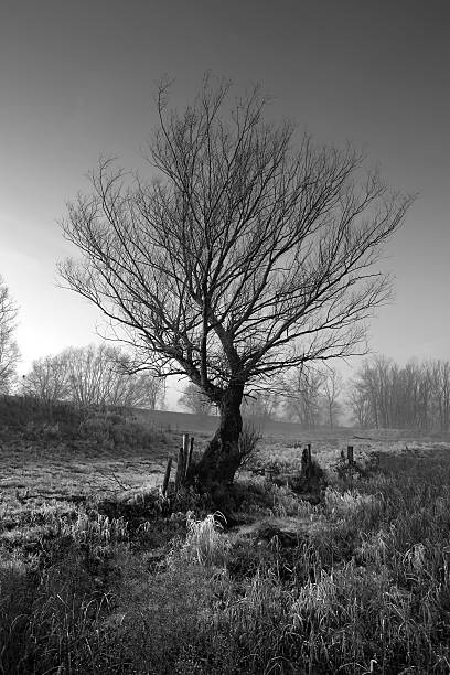 tree stock photo