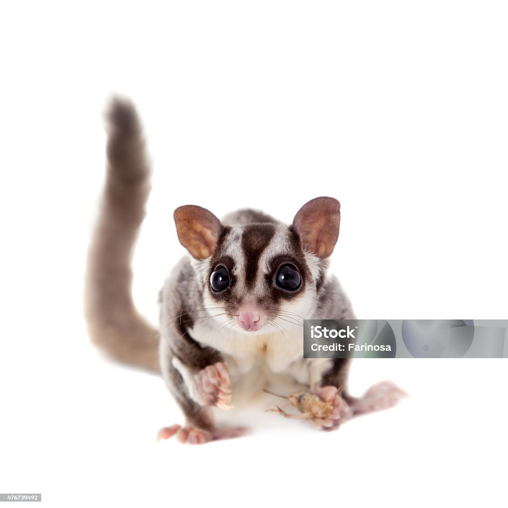 Sugar Glider Petaurus Breviceps Auf Weiß Stockfoto und mehr Bilder von ... - Sugar GliDer Petaurus Breviceps Auf Wei%C3%9F Sugar Glider Petaurus Breviceps Auf Weiß Stockfoto und mehr Bilder von ... - Sugar GliDer Petaurus Breviceps Auf Wei%C3%9F