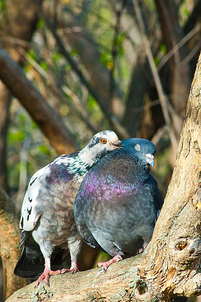 istock sweet couple pigeons 476739644
