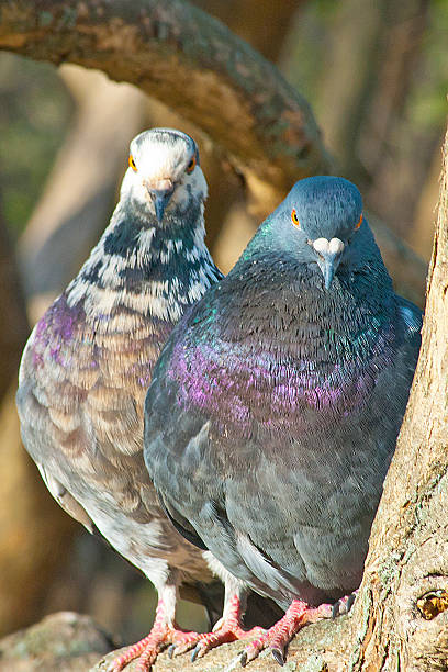 istock sweet couple pigeons 476739650