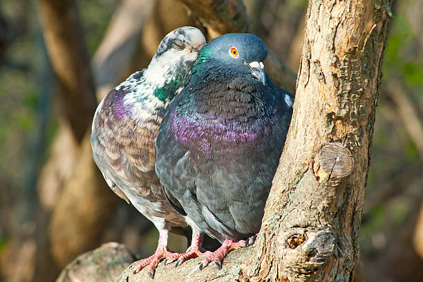 istock sweet couple pigeons 476739658