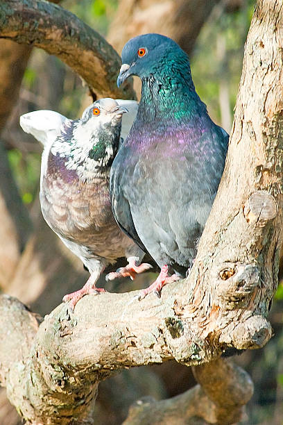istock sweet couple pigeons 476739662