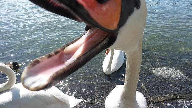angry-swan-biting-photographer