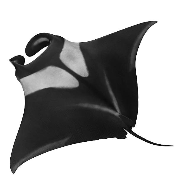 istock Giant Oceanic Manta Ray 476739936
