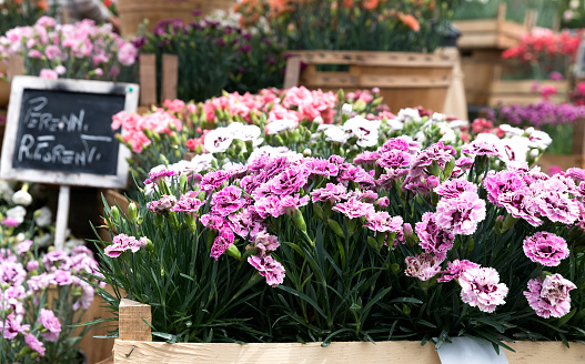 Miniature Carnations Stock Photo - Download Image Now - 2015, Abundance ...