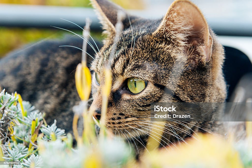 Cute Domestic Cat Hiding In Grass And Hunting Its Prey Stock Photo