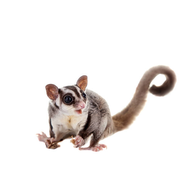 985 Sugar Glider Stock Photos, Pictures & Royalty-Free Images - iStock | Sugar glider australia, Sugar glider pet, Sugar glider leap 985 Sugar Glider Stock Photos, Pictures & Royalty-Free Images - iStock | Sugar glider australia, Sugar glider pet, Sugar glider leap