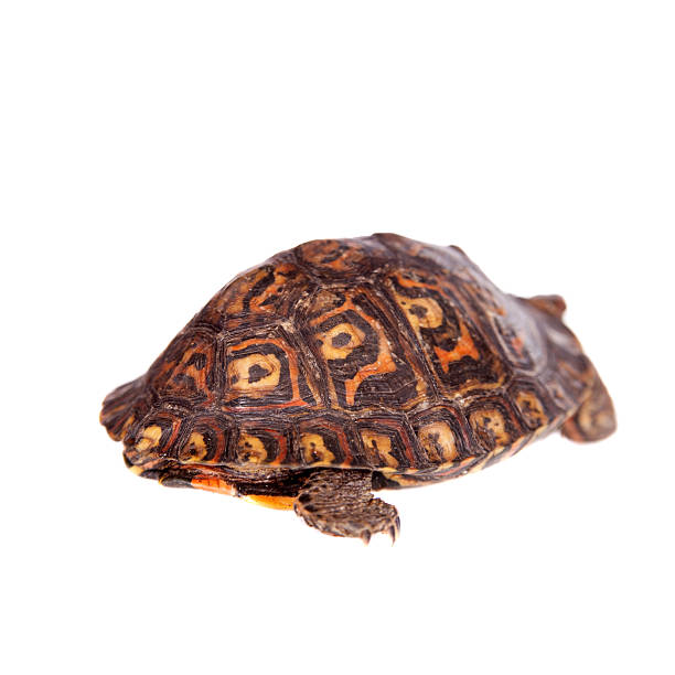 istock The Painted wood turtle on white 476740602