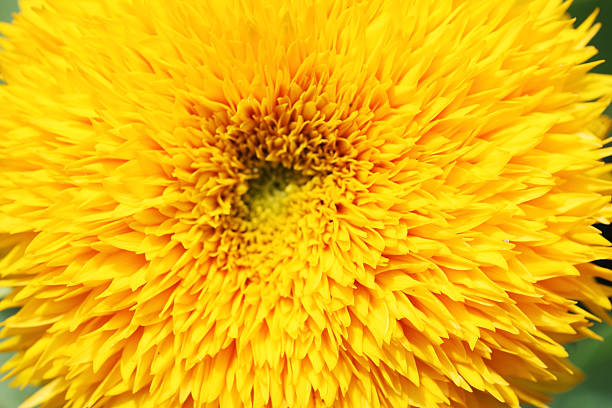 istock close up of sunflower 476740750