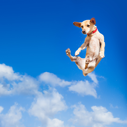 chihuahua dog flying and jumping in the air , blue sky as backdrop, funny and crazy face