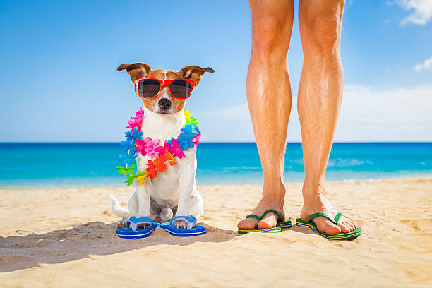 istock dog and owner  summer holidays 476740814