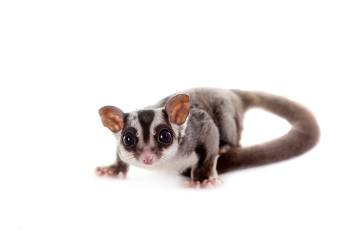Sugar Glider Petaurus Breviceps Auf Weiß Stockfoto und mehr Bilder von ... - Sugar GliDer Petaurus Breviceps Auf Wei%C3%9F Sugar Glider Petaurus Breviceps Auf Weiß Stockfoto und mehr Bilder von ... - Sugar GliDer Petaurus Breviceps Auf Wei%C3%9F