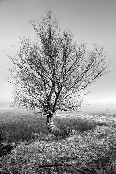 tree stock photo