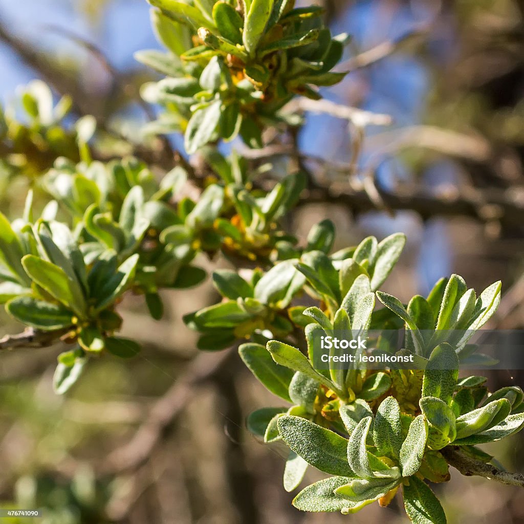 Young leaves of sea buckthorn Young leaves of sea buckthorn. Focus on the lower branch in the right corner of the photo. 2015 Stock Photo