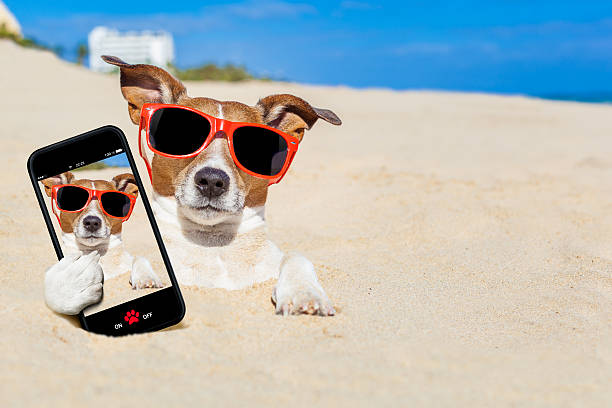 istock dog buried in sand selfie 476741514
