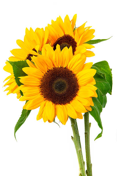 sunflower stock photo