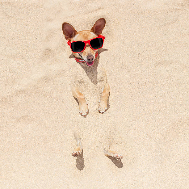 istock dog buried in sand 476743106